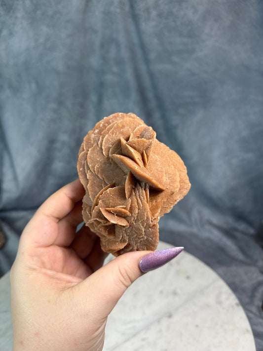 Large blade red desert rose.