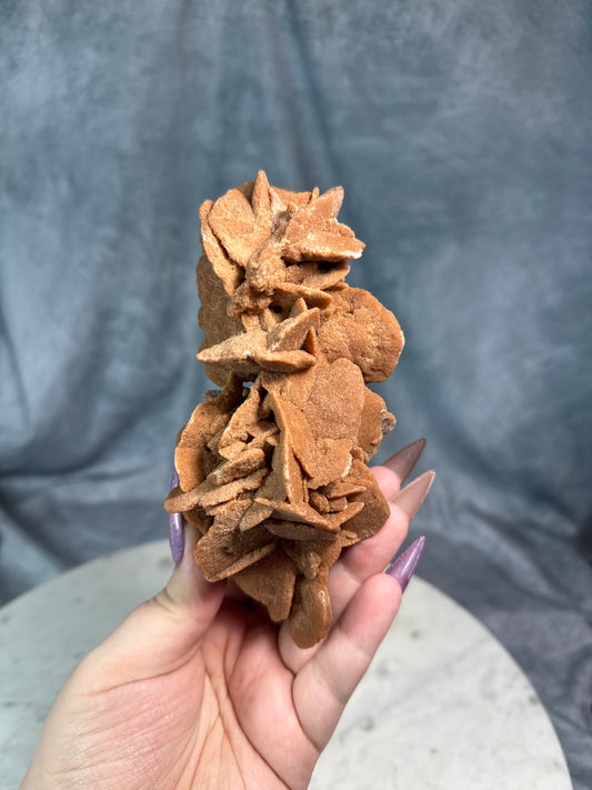 Large blade red desert rose.