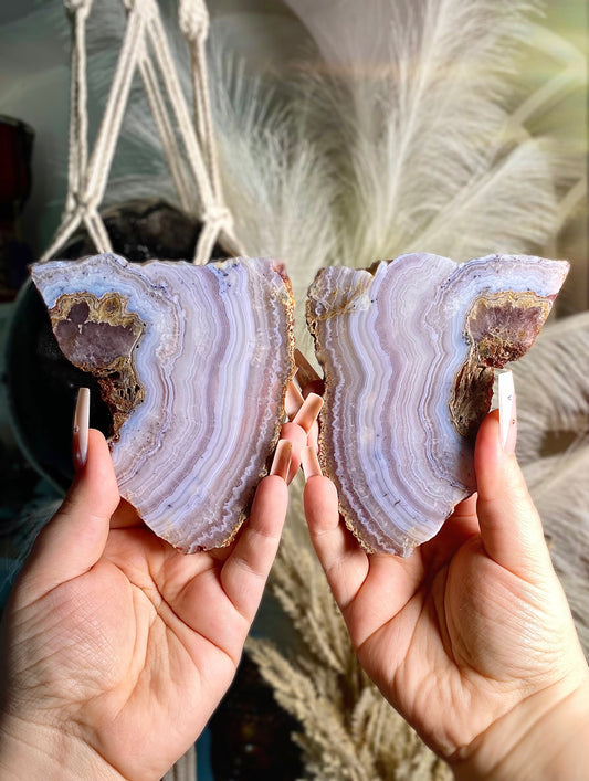Sowbelly lace agate wings.