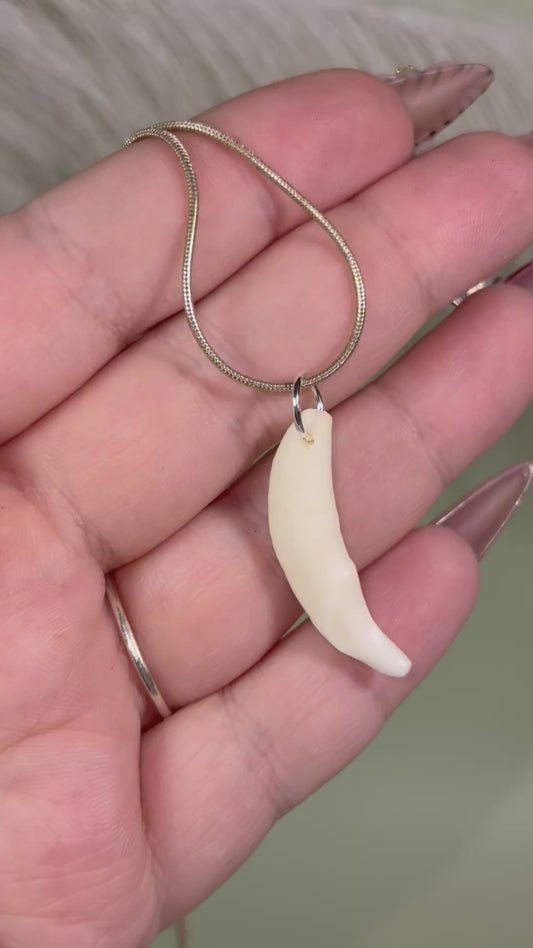 Real coyote fang necklace. Sterling silver.￼